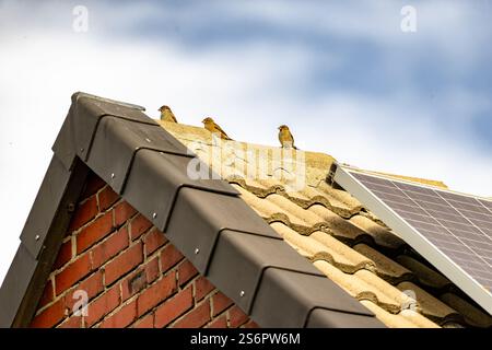 Trois oiseaux sont perchés sur le toit d'une maison. Le toit est fait de tuiles et la maison est en brique. Le ciel est bleu et il n'y a pas de nuages Banque D'Images