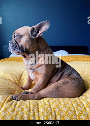 Un bouledogue français brun mignon sur un lit avec une couette jaune. Banque D'Images