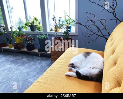 Un chat dormant sur un canapé jaune dans un salon intérieur moderne avec des plantes d'intérieur. Banque D'Images