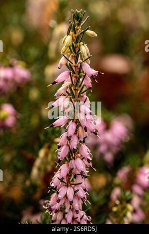 Naturel gros plan portrait de plante fleurie de la jolie Erica x Darleyensis 'Archie Graham'. attirant l'attention, belle, florissante, rougissante, audacieuse, Banque D'Images