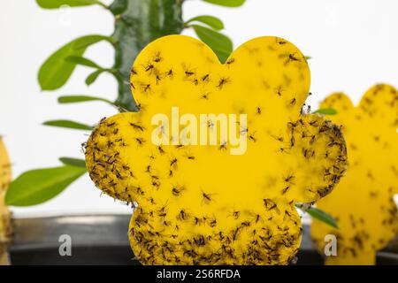 Plante d'intérieur, gnats de champignon 'Sciaridae' collant sur des pièges collants jaunes, détail, fond blanc, Banque D'Images