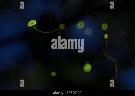 Petites feuilles vert vif de l'armoise commune flottant dans l'eau sombre, Allemagne Banque D'Images