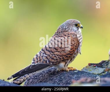Femelle petite crécerelle (Falco naumanni), Estrémadure, Espagne Banque D'Images