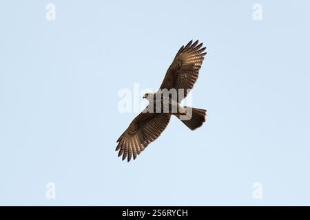 Faucon à dos rouge, faucon variable (Geranoaetus polyosoma, Buteo polyosoma), en vol, Pérou, Pantanos de Villa Banque D'Images