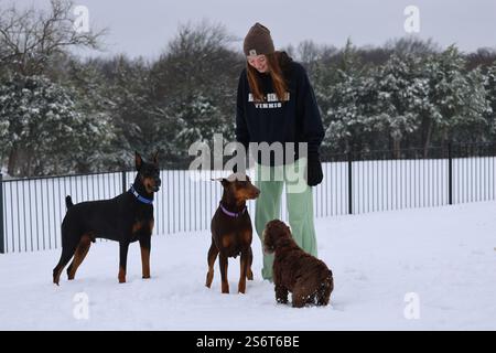 Une femme se tient dans sa cour enneigée avec ses trois chiens, rouille rouge et Dobermans noirs et un Cocker Spaniel brun profitant des rares chutes de neige au Texas Banque D'Images
