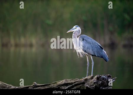 Un grand héron bleu serein repose gracieusement sur un bois flottant, mettant en valeur son plumage bleu-gris saisissant et ses longues pattes élancées Banque D'Images