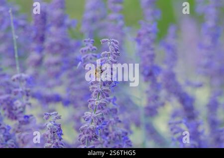 Salvia, Perovskia 'Blue Spire', sauge russe ( syn. Salvia Blue Spire ) Banque D'Images