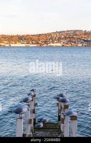 Lever du soleil sur Dunedin, Otago, Nouvelle-Zélande Banque D'Images