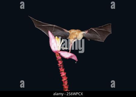 Chauve-souris au nectar orange (Lonchophylla robusta) planant et buvant le nectar d'une fleur sauvage de bananier rouge (Musa velutina) dans la forêt tropicale, Cost Banque D'Images