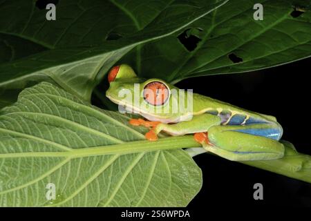 Grenouille arboricole aux yeux rouges ou grenouille à feuilles aux yeux rouges (Agalychnis callidryas) assise sur une feuille, Costa Rica, Amérique centrale Banque D'Images