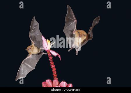 Deux chauves-souris à nectar orange (Lonchophylla robusta) planent et boivent le nectar d'une fleur sauvage de bananier rouge (Musa velutina) dans la forêt tropicale Banque D'Images