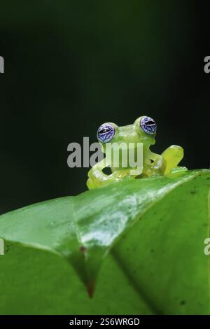 Grenouille de verre fantôme (Sachatamia ilex) assise sur la feuille, Costa Rica, Amérique centrale Banque D'Images