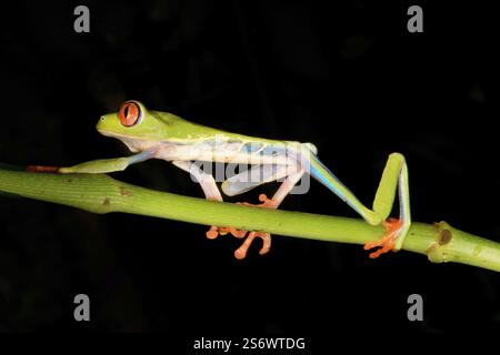 Grenouille arboricole aux yeux rouges ou grenouille à feuilles aux yeux rouges (Agalychnis callidryas) marchant sur une branche, Costa Rica, Amérique centrale Banque D'Images