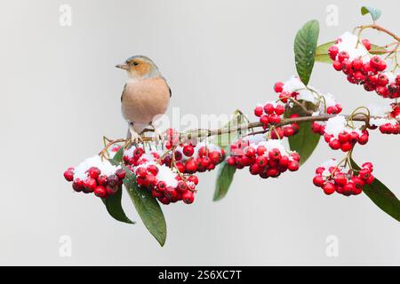 Chaffinch commun Fringilla coelebs, mâle adulte perché sur une branche de cotoneaster couverte de neige, Suffolk, Angleterre, janvier Banque D'Images