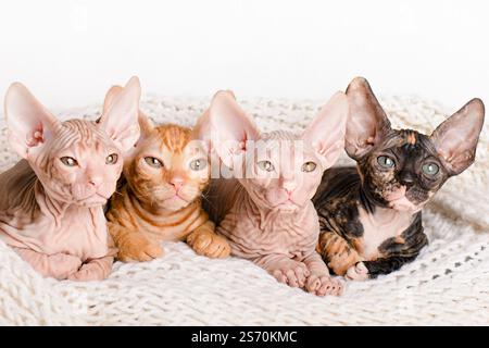 Mignon quatre chatons Sphynx couchés sur un fond tricoté blanc. Banque D'Images