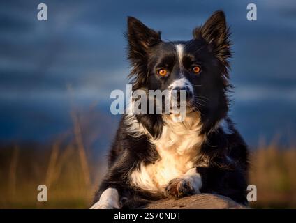 Gros plan d'un Border Collie noir et blanc reposant sur un tronc d'arbre dans une forêt, baigné par la lumière chaude du coucher du soleil. Banque D'Images