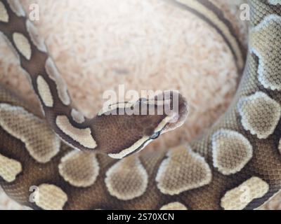 Les serpents sont des animaux de compagnie populaires en Thaïlande dans l'armoire acrylique en attente d'être vendus. Banque D'Images