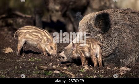 Une truie de sanglier endormie (sus Scrofa) avec deux de ses petites planches, gros plan, angle bas, 16:9 Banque D'Images