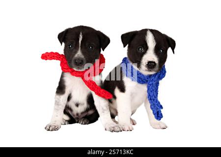 Deux chiots mignons blanc et noir dans un foulard rouge et bleu isolent. Banque D'Images