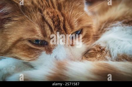 Chat endormi Banque D'Images
