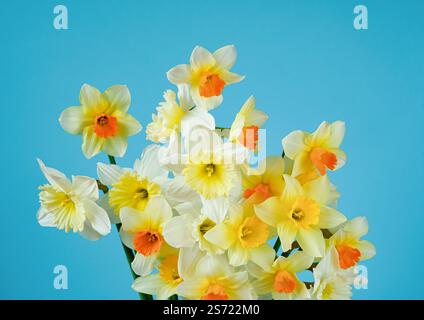 Bouquet de jonquilles sur un fond bleu. Têtes de fleurs dans différentes nuances. photo esthétique Banque D'Images