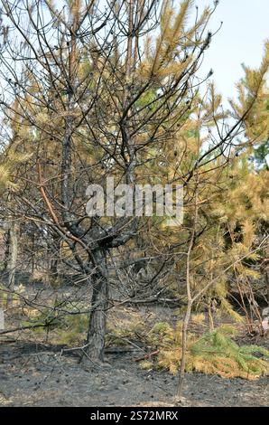 Tronc brûlé d'un jeune pin à la suite d'incendies de forêt. Banque D'Images
