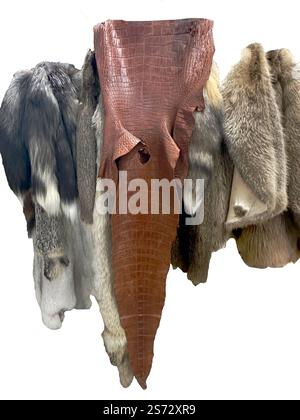 Peaux, peaux, fourrures, peaux sont suspendues isolées à la taxidermie. Peau d'alligator en cuir marron avec brillance. Les fourrures proviennent de divers petits animaux sauvages. Banque D'Images