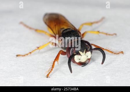 Gros plan sur le chef d'un beewolf européen, Philanthus triangulum Banque D'Images