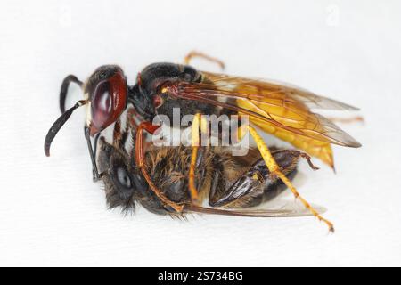 Le triangulum de Philanthus de la guêpe tueuse d'abeille. Guêpe de loup d'abeille avec une abeille chassée. Banque D'Images