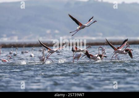 Divjaka, Karavasta, Albanie. 18 janvier 2025. Des flamants roses (Phoenicopterus roseus) sont observés dans le parc national de la lagune de Karavasta à Divjaka, en Albanie. Les écologistes craignent que le nouvel aéroport international, en construction près de la ville côtière de Vlora, ne nuise à la faune locale et à l’écosystème de cette lagune, qui abrite de nombreux oiseaux migrateurs. (Crédit image : © Armando Babani/ZUMA Press Wire) USAGE ÉDITORIAL SEULEMENT! Non destiné à UN USAGE commercial ! Banque D'Images