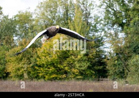 Gros plan d'un aigle de mer de Stellar (aigle à épaules blanches, aigle du Pacifique, Haliaeetus pelagicus) en vol Banque D'Images