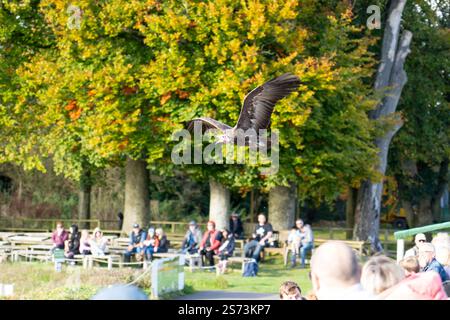 Gros plan d'un vautour de dinde (Cathartes aura) en vol Banque D'Images