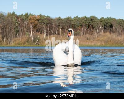 Cygne muet sur le lac. Banque D'Images