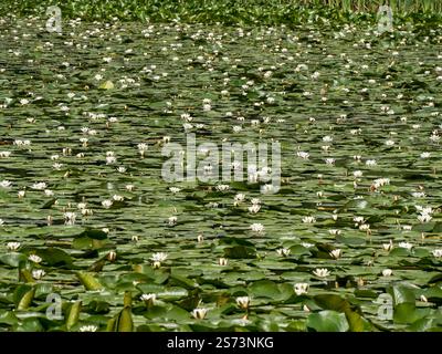 La surface d'un grand étang de jardin entièrement recouvert de nénuphars à fleurs blanches (Nymphaea) lors d'une journée d'été ensoleillée en juin, Angleterre, Royaume-Uni Banque D'Images