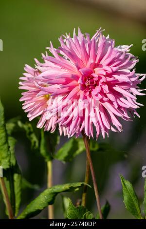 beau jardin rose pourpre dahlia pinnata en pleine fleur d'été Banque D'Images