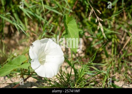 Gros plan d'une petite mouche sur une fleur d'aspersion des champs, connue sous le nom de bearbine, bethbine, cornbine, convolvulus des champs, convolvulus sauvage (Convolvulus arvensis) Banque D'Images