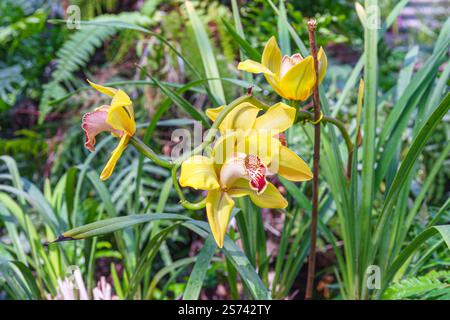 Belle orchidée cymbidium jaune vif fleurissant à l'intérieur de la serre sur fond de pantalon vert. Jardinage passe-temps, sélection et culture de plantes Banque D'Images
