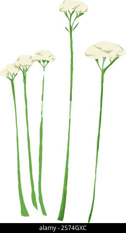 Illustration d'herbe médicale. Fleurs de Yarrow. Plante Achilea isolée sur fond blanc. Illustration d'herbe médicale. Fleurs de Yarrow. Plante d'Achille Illustration de Vecteur
