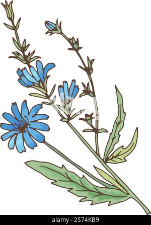 Plante de chicorée avec des fleurs bleues. Herbe fraîche naturelle de cichorium isolée sur fond blanc. Plante de chicorée avec des fleurs bleues. Herbe fraîche naturelle de cichorium Illustration de Vecteur