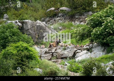 Les vautours griffons (Eurasion Griffon, Gyps fulvus) dans les Pyrénées espagnoles Banque D'Images
