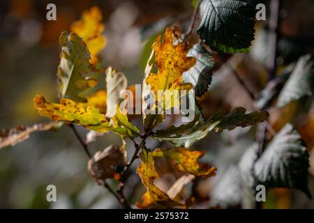Rétro-éclairé feuilles de chêne qui deviennent brunes en automne. Banque D'Images