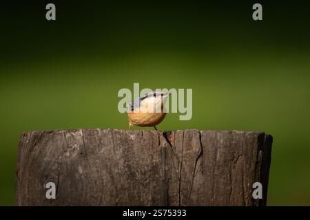 Une Nuthatch eurasienne (Sitta europaea) perchée sur un tronc d'arbre avec un fond net et flou. Banque D'Images