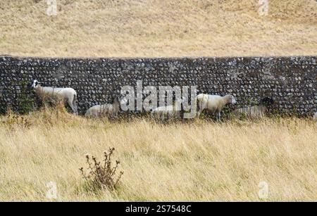 Cinq moutons près d'un mur de pierre dans un champ jaune. Seaford, East Sussex, Angleterre, Royaume-Uni Banque D'Images