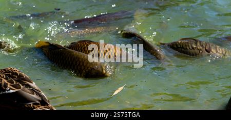 Carpe commune écailleuse nageant dans l'eau verte Banque D'Images