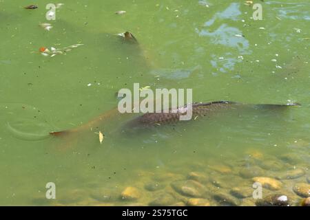 Carpe commune écailleuse nageant dans l'eau verte, par bord pierreux. Banque D'Images