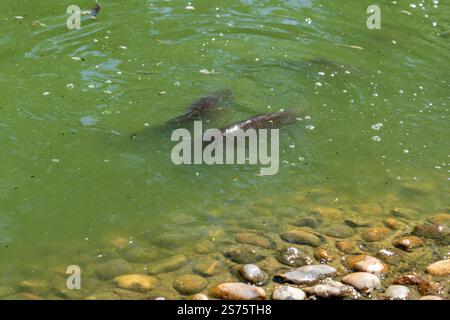 Carpe commune écailleuse nageant dans l'eau verte, par bord pierreux. Banque D'Images