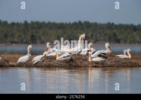 Divjaka, Karavasta, Albanie. 18 janvier 2025. Des pélicans dalmates (Pelecanus crispus) sont observés dans le parc national de la lagune de Karavasta à Divjaka, en Albanie. Les écologistes craignent que le nouvel aéroport international, en construction près de la ville côtière de Vlora, ne nuise à la faune locale et à l’écosystème de cette lagune, qui abrite de nombreux oiseaux migrateurs. (Crédit image : © Armando Babani/ZUMA Press Wire) USAGE ÉDITORIAL SEULEMENT! Non destiné à UN USAGE commercial ! Banque D'Images