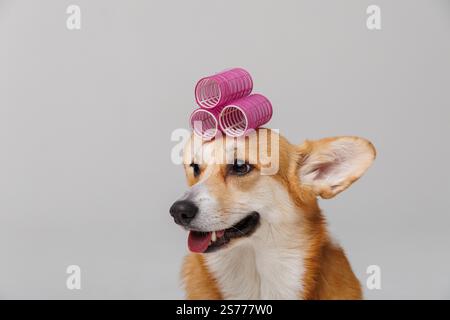 Chien corgi joyeux avec des rouleaux à cheveux roses, un concept amusant et élégant de toilettage pour animaux de compagnie Banque D'Images
