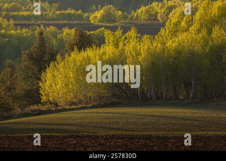 Un paysage pittoresque du Wyoming à l'heure dorée, avec des tremblements de tremble et un cadre naturel serein. Parfait pour la photographie de la nature. Banque D'Images