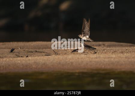 Une hirondelle aux ailes rugueuses du nord se perche sur le sol tandis qu'une autre vole directement au-dessus, créant une scène animalière dynamique. Banque D'Images